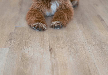 pet friendly - Bering Floors & Coverings
